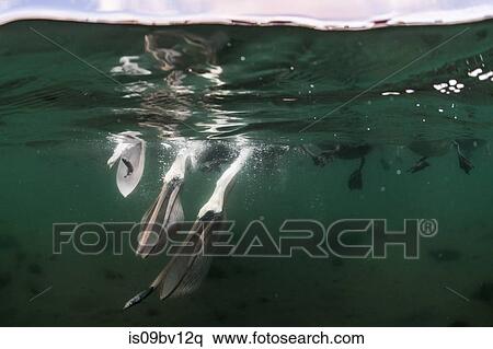 Flocks of brown pelicans feeding on fisherman's scraps View Large Photo Image Stock Photography - Flocks of brown pelicans feeding on fisherman's scraps. Fotosearch