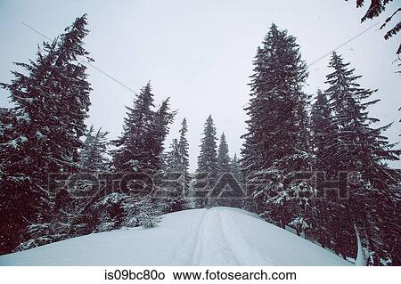 Forest in winter, Gurne, Ukraine View Large Photo Image Picture - Forest in winter, Gurne, Ukraine. Fotosearch