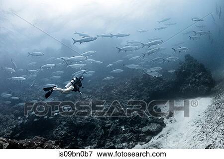 Stock Photo - Freediver with tarpon aggregation, Xcalak, Quintana Roo, Mexico. Fotosearch