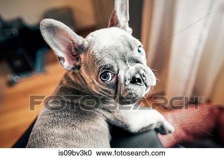 Stock Image - French bulldog puppy looking back from owner's lap, personal perspective portrait. Fotosearch