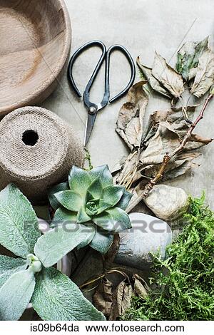 Full frame of succulent plants, scissors and plant pots View Large Photo Image Stock Image - Full frame of succulent plants, scissors and plant pots. Fotosearch