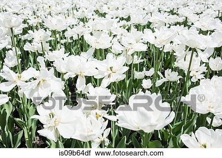 Stock Image - Full frame of white colour flowers. Fotosearch