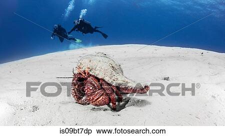 Giant Hermit crab, Cozumel, Quintana Roo, Mexico View Large Photo Image Stock Photography - Giant Hermit crab, Cozumel, Quintana Roo, Mexico. Fotosearch