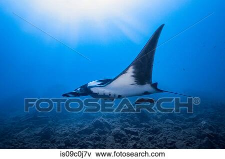 Stock Photo - Giant Oceanic manta ray, Revillagigedo Islands, Socorro, Baja California, Mexico. Fotosearch
