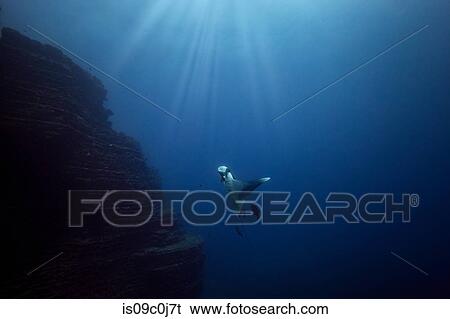 Stock Photograph - Giant Oceanic manta ray, Revillagigedo Islands, Socorro, Baja California, Mexico. Fotosearch