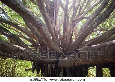 Gigantic old tree, Waipipi Trail, Maui, Hawaii View Large Photo Image Stock Image - Gigantic old tree, Waipipi Trail, Maui, Hawaii. Fotosearch