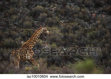 Giraffe calf in nature reserve, Touws River, Western Cape, South Africa View Large Photo Image Picture - Giraffe calf in nature reserve, Touws River, Western Cape, South Africa. Fotosearch