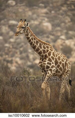 Giraffe calf in nature reserve, Touws River, Western Cape, South Africa View Large Photo Image Stock Image - Giraffe calf in nature reserve, Touws River, Western Cape, South Africa. Fotosearch
