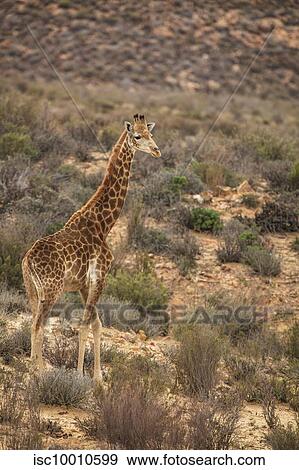 Stock Photo - Giraffe calf in nature reserve, Touws River, Western Cape, South Africa. Fotosearch