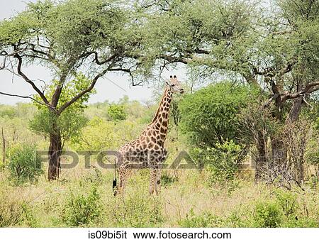 Giraffe, Chobe National Park, Botswana View Large Photo Image Stock Photograph - Giraffe, Chobe National Park, Botswana. Fotosearch