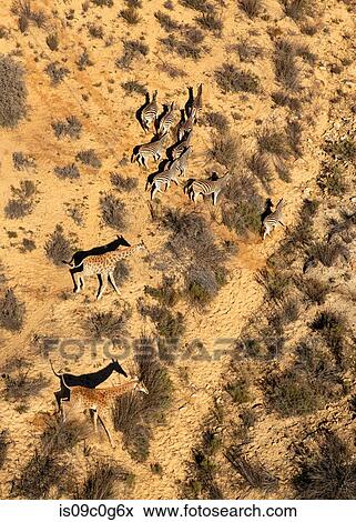Stock Photo - Giraffes and zebra running across arid landscape, aerial view, Cape Town, Western Cape, South Africa. Fotosearch