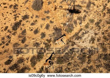 Giraffes and zebra running across arid landscape, aerial view, Cape Town, Western Cape, South Africa View Large Photo Image Stock Photo - Giraffes and zebra running across arid landscape, aerial view, Cape Town, Western Cape, South Africa. Fotosearch