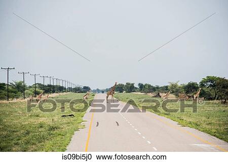 Giraffes on the road to Okavango Delta, Botswana View Large Photo Image Stock Image - Giraffes on the road to Okavango Delta, Botswana. Fotosearch