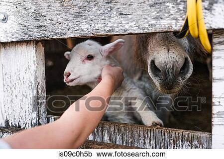 Girl petting spring lamb through gap in pen, cropped View Large Photo Image Stock Image - Girl petting spring lamb through gap in pen, cropped. Fotosearch