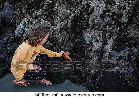 Stock Image - Girl picking up starfish off rocks. Fotosearch