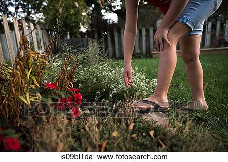Girl reaching out for flower in garden View Large Photo Image Stock Image - Girl reaching out for flower in garden. Fotosearch