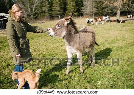 Girl stroking donkey in farm, cows in background View Large Photo Image Stock Photo - Girl stroking donkey in farm, cows in background. Fotosearch