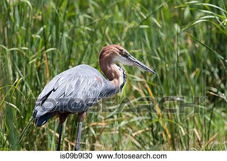 Goliath Heron (Ardea goliath), Tsavo, Kenya, Africa View Large Photo Image Stock Image - Goliath Heron (Ardea goliath), Tsavo, Kenya, Africa. Fotosearch