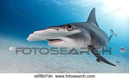 Great Hammerhead shark, Alice Town, Bimini, Bahamas View Large Photo Image Picture - Great Hammerhead shark, Alice Town, Bimini, Bahamas. Fotosearch