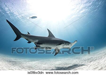 Great hammerhead shark, Alice Town, Bimini, Bahamas View Large Photo Image Picture - Great hammerhead shark, Alice Town, Bimini, Bahamas. Fotosearch
