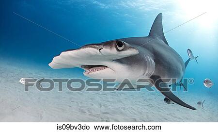 Great hammerhead shark, Alice Town, Bimini, Bahamas View Large Photo Image Picture - Great hammerhead shark, Alice Town, Bimini, Bahamas. Fotosearch