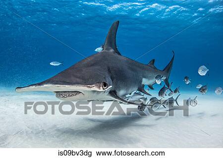Great hammerhead shark in shoal of fish, Alice Town, Bimini, Bahamas View Large Photo Image Stock Image - Great hammerhead shark in shoal of fish, Alice Town, Bimini, Bahamas. Fotosearch