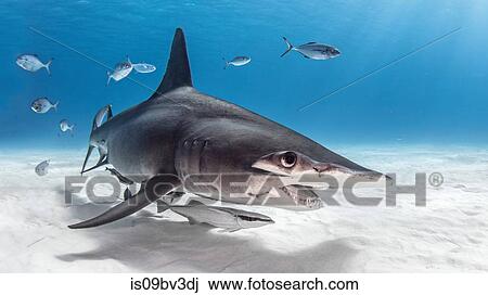 Great hammerhead shark in shoal of fish, Alice Town, Bimini, Bahamas View Large Photo Image Stock Image - Great hammerhead shark in shoal of fish, Alice Town, Bimini, Bahamas. Fotosearch