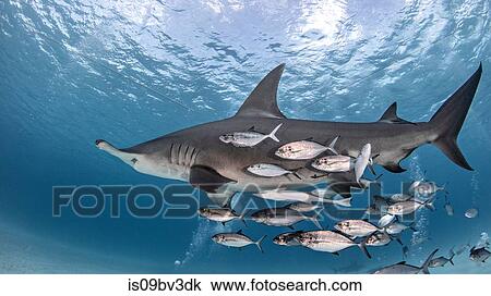 Great hammerhead shark in shoal of fish, Alice Town, Bimini, Bahamas View Large Photo Image Stock Image - Great hammerhead shark in shoal of fish, Alice Town, Bimini, Bahamas. Fotosearch