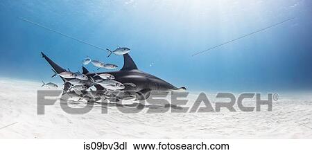 Great hammerhead shark in shoal of fish, Alice Town, Bimini, Bahamas View Large Photo Image Stock Image - Great hammerhead shark in shoal of fish, Alice Town, Bimini, Bahamas. Fotosearch