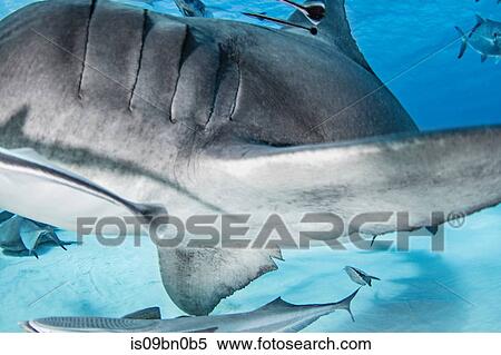 Stock Photography - Great hammerhead shark, other fish in background, Alice Town, Bimini, Bahamas. Fotosearch