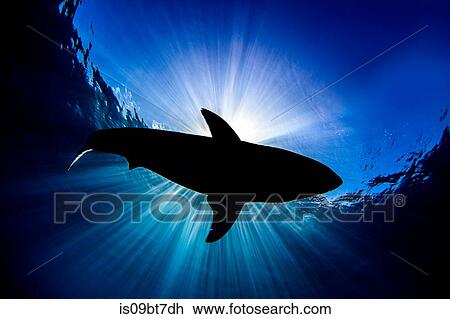 Great white shark, Guadalupe, Mexico View Large Photo Image Stock Image - Great white shark, Guadalupe, Mexico. Fotosearch