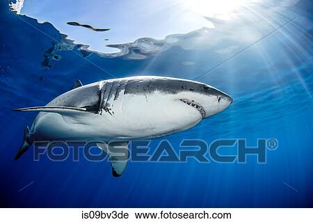 Stock Image - Great white shark, Guadalupe, Mexico. Fotosearch