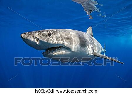 Great white shark, Guadalupe, Mexico View Large Photo Image Stock Image - Great white shark, Guadalupe, Mexico. Fotosearch