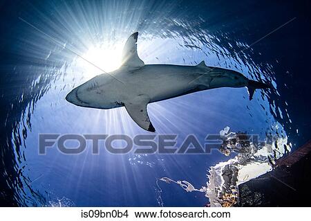 Great white shark under diver on boat, Guadalupe, Mexico View Large Photo Image Picture - Great white shark under diver on boat, Guadalupe, Mexico. Fotosearch
