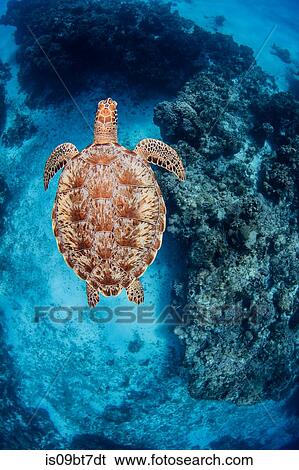 Green sea turtle, Cozumel, Quintana Roo, Mexico View Large Photo Image Stock Photograph - Green sea turtle, Cozumel, Quintana Roo, Mexico. Fotosearch