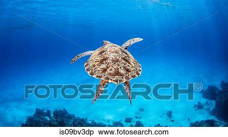 Stock Photography - Green Sea Turtle, Palancar Reef, Cozumel, Quintana Roo, Mexico. Fotosearch