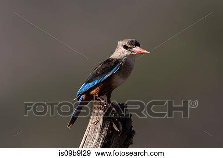 Grey-headed kingfisher (Halcyon leucocephala) on a branch, Tsavo, Kenya, Africa View Large Photo Image Stock Photo - Grey-headed kingfisher (Halcyon leucocephala) on a branch, Tsavo, Kenya, Africa. Fotosearch