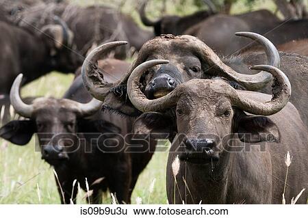 Group portrait of African buffalos (Syncerus caffer), Tsavo, Kenya View Large Photo Image Stock Photograph - Group portrait of African buffalos (Syncerus caffer), Tsavo, Kenya. Fotosearch