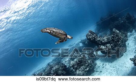 Hawksbill sea turtle, Cozumel, Quintana Roo, Mexico View Large Photo Image Stock Photography - Hawksbill sea turtle, Cozumel, Quintana Roo, Mexico. Fotosearch