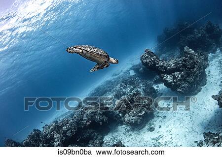 Hawksbill turtle, Cozumel, Quintana Roo, Mexico View Large Photo Image Stock Image - Hawksbill turtle, Cozumel, Quintana Roo, Mexico. Fotosearch
