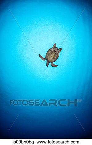 Hawksbill turtle, Cozumel, Quintana Roo, Mexico View Large Photo Image Stock Image - Hawksbill turtle, Cozumel, Quintana Roo, Mexico. Fotosearch