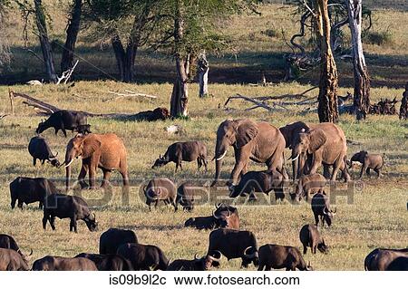 Stock Image - Herd of African elephants (Loxodonta africana), walking on a plain to reach waterhole, Tsavo, Kenya, Africa. Fotosearch