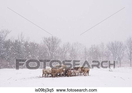 Herd of cows and sheep huddled together in field during snowstorm View Large Photo Image Stock Photography - Herd of cows and sheep huddled together in field during snowstorm. Fotosearch