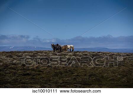 Herd of icelandic horses in rocky landscape, Reykjavk, Gullbringusysla, Iceland View Large Photo Image Stock Image - Herd of icelandic horses in rocky landscape, Reykjavk, Gullbringusysla, Iceland. Fotosearch
