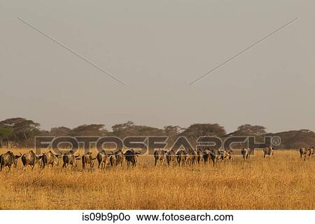 Herd of wildebeest (Connochaetes taurinus), Tarangire National Park, Tanzania, Africa View Large Photo Image Picture - Herd of wildebeest (Connochaetes taurinus), Tarangire National Park, Tanzania, Africa. Fotosearch