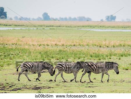 Picture - Herd of zebras, Chobe National Park, Botswana. Fotosearch