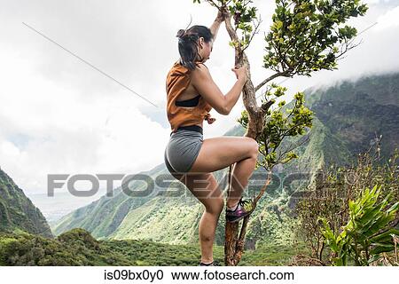 Hiker climbing tree in rainforest, Iao Valley, Maui, Hawaii View Large Photo Image Stock Image - Hiker climbing tree in rainforest, Iao Valley, Maui, Hawaii. Fotosearch