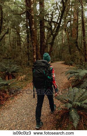Hiker exploring forest, Queenstown, Canterbury, New Zealand View Large Photo Image Stock Image - Hiker exploring forest, Queenstown, Canterbury, New Zealand. Fotosearch