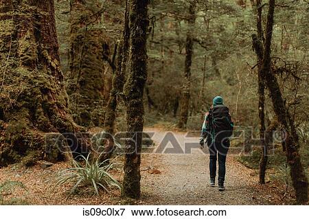 Stock Photo - Hiker exploring forest, Queenstown, Canterbury, New Zealand. Fotosearch