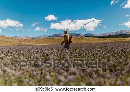 Hiker exploring meadow, Wanaka, Taranaki, New Zealand View Large Photo Image Stock Photograph - Hiker exploring meadow, Wanaka, Taranaki, New Zealand. Fotosearch